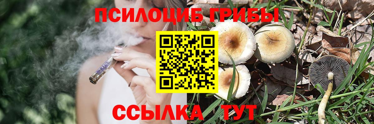 Псилоцибиновые грибы Psilocybine cubensis Кандалакша
